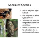 Examples of Specialist Species: Nature’s Super-Specialists