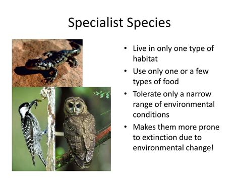 Examples of Specialist Species: Nature’s Super-Specialists