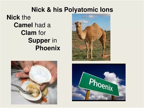 Nick the Camel Ate a Clam for Supper in Phoenix