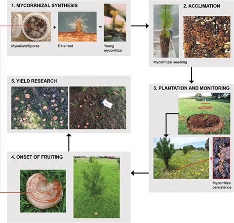Mycorrhizal Fungi: An Example of Mutualistic Fungi