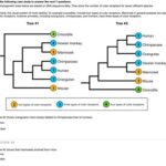 Which of the Following Statements About Phylogenetic Trees Is True? How Are Phylogenetic Trees Constructed? The Limitations of Phylogenetic Trees Applications of Phylogenetic Trees Tips for Creating Phylogenetic Trees Common Mistakes to Avoid When Creating Phylogenetic Trees Conclusion