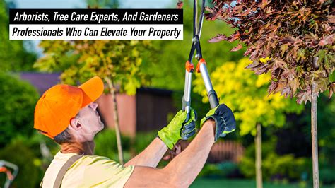 The Yard Guy: Elevate Your Property with Expert Care