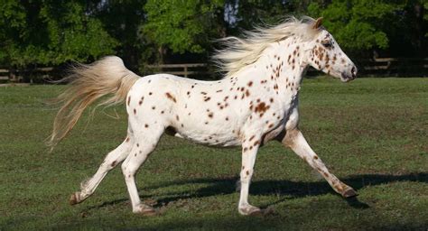 Pony of the Americas: A Majestic Companion Rooted in American History