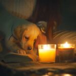 Dog Ate Candle: What to Do?