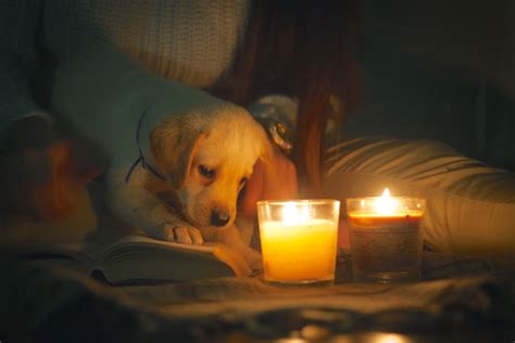 Dog Ate Candle: What to Do?