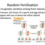 What is Random Fertilization?