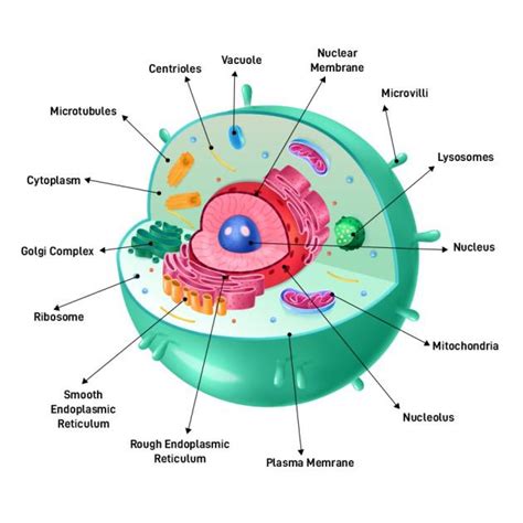Predict What Would Happen to Typical Animal Cells Placed in… FAQs