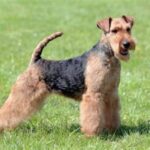 Buy Welsh Terrier: The Ultimate Guide to Finding Your Perfect Match