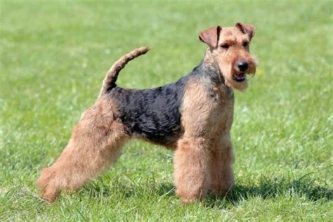 Buy Welsh Terrier: The Ultimate Guide to Finding Your Perfect Match