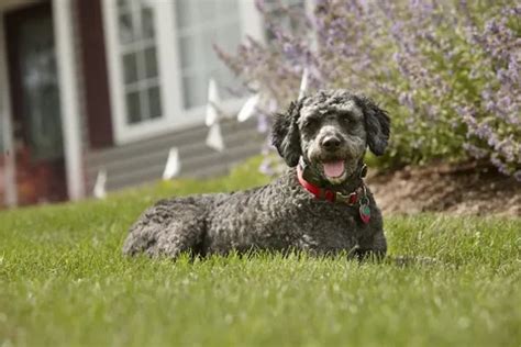Underground Fence for Small Dogs: A Comprehensive Guide to Invisible Boundaries
