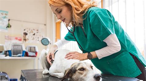 Vet Tech Programs in Pittsburgh: A Comprehensive Guide