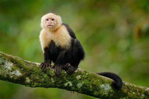 Capuchin Monkey Images: A Journey into the World of Curious Creatures