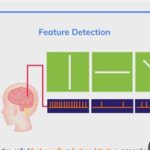 Feature Detectors: The Foundation of Visual Perception