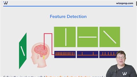 Feature Detectors: The Foundation of Visual Perception
