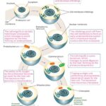 According to the Endosymbiotic Theory, Our Cells Are the Products of Ancient Partnerships