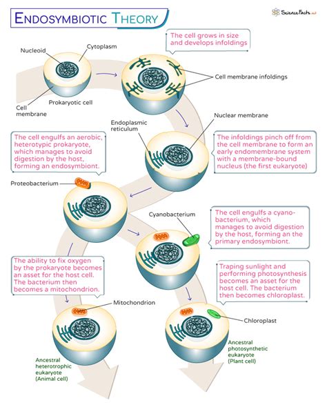 According to the Endosymbiotic Theory, Our Cells Are the Products of Ancient Partnerships