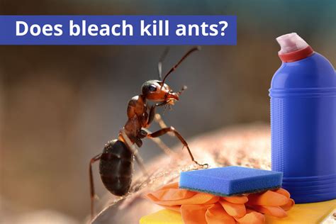 Do Ants Like Bleach?