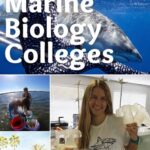 Good Marine Biology Schools That Will Actually Get You Hired