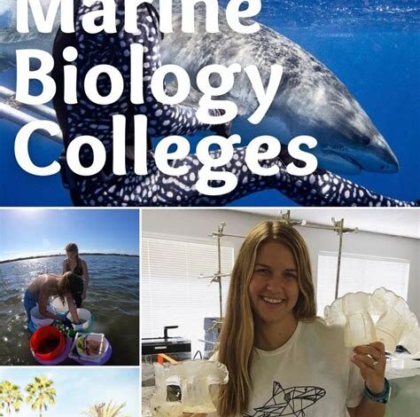 Good Marine Biology Schools That Will Actually Get You Hired