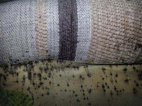 Bed Bugs: The Invisible Terror Lurking in Your Foam Mattress