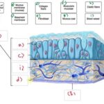 Correctly Label the Following Parts of a Mucous Membrane