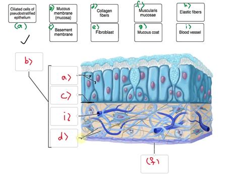Correctly Label the Following Parts of a Mucous Membrane