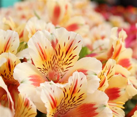 American Trad Flowers: Timeless Beauties with Enduring Charm