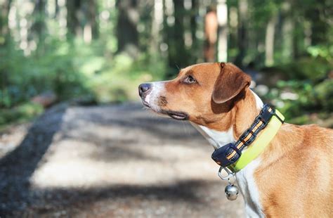 Dog Training for Stubborn Dogs: A Comprehensive Guide to Success