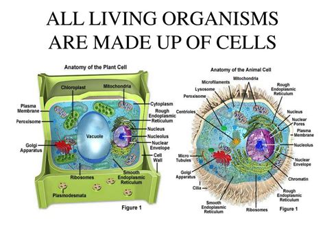 Cells: The Basic Sub-Unit of Any Living Organism