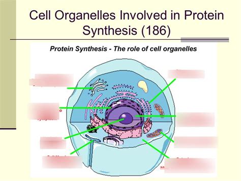 What Organelle is the Site for Protein Synthesis?