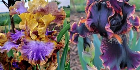Black Iris Dekalb: A Comprehensive Guide to Cultivating this Elegant Flower