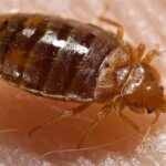 Can Bed Bugs Travel from Apartment to Apartment?