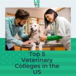 Top-Ranked Veterinary Schools in the US: A Comprehensive Guide