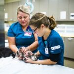 Vet Tech Internships Near Me: A Comprehensive Guide to Securing Your Future