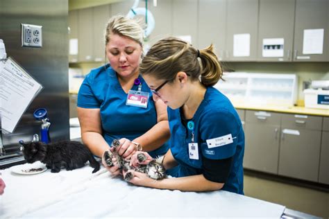 Vet Tech Internships Near Me: A Comprehensive Guide to Securing Your Future