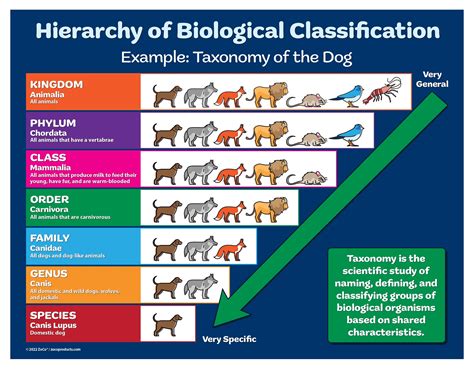 All Species of Scores: A Comprehensive Taxonomy