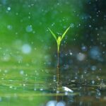 The Gift of Rain: A Vital Resource for Life on Earth