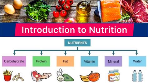 Intro to Introduction to Nutrition 1-3 Exam: A Comprehensive Guide