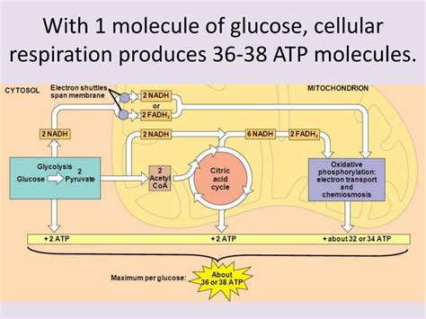 Cellular Respiration Uses 1 Molecule of Glucose to Produce Approximately 38 ATP Molecules The Process of Cellular Respiration The Yield of Cellular Respiration The Importance of Cellular Respiration Applications of Cellular Respiration Future Directions Conclusion FAQs Tables