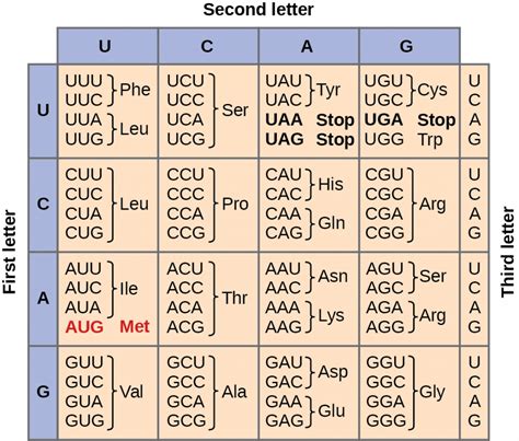 Protein Synthesis and Codons: A Comprehensive Guide to Genetic Translation