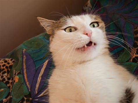 The Northwestern Email Nickname: A Guide to Understanding the Cat’s Meow
