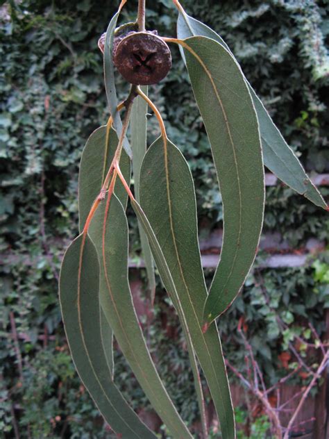 Do Mice Like Eucalyptus?