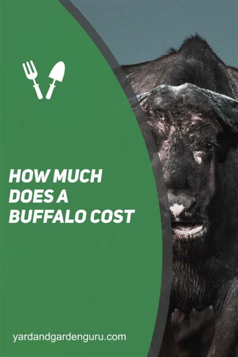 How Much Does a Buffalo Cost?