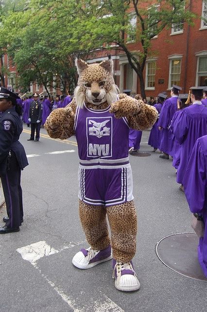 New York University Bobcat: A Comprehensive Guide