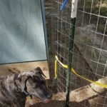 Fencing Hot Wires for Dogs: A Comprehensive Guide