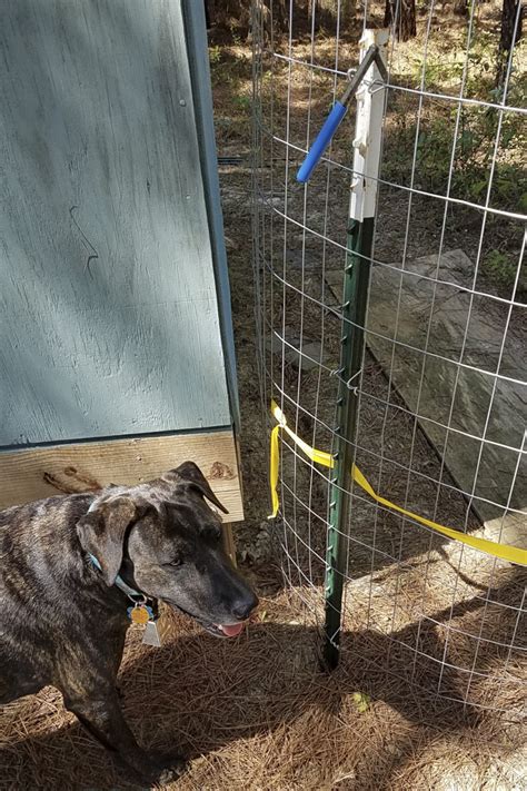 Fencing Hot Wires for Dogs: A Comprehensive Guide