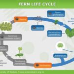 Ferns Utilize a Diploid-Dominant Life Strategy