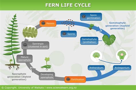 Ferns Utilize a Diploid-Dominant Life Strategy