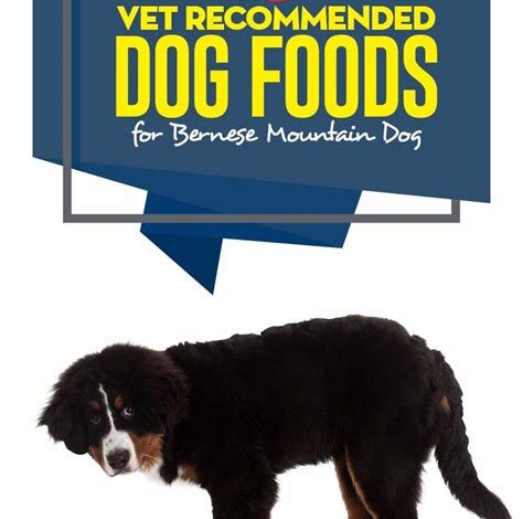 The Best Food for Your Beloved Bernese Mountain Dog: A Comprehensive Guide Table 1: Nutritional Needs of Bernese Mountain Dogs Table 2: Best Brands of Food for Bernese Mountain Dogs Table 3: Feeding Guide for Bernese Mountain Dogs Table 4: Common Mistakes to Avoid When Feeding Your Bernese Mountain Dog