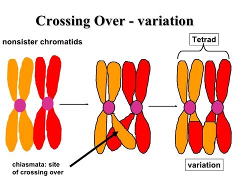 What is the Result of Crossing Over?